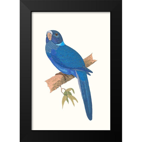 Blue Parrots IV Black Modern Wood Framed Art Print by Vision Studio