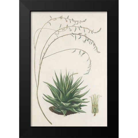 Agave Plant II Black Modern Wood Framed Art Print by Unknown