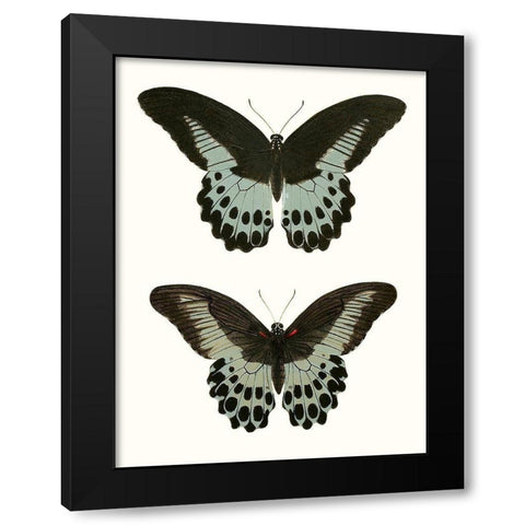 Antique Blue Butterflies II Black Modern Wood Framed Art Print with Double Matting by Vision Studio