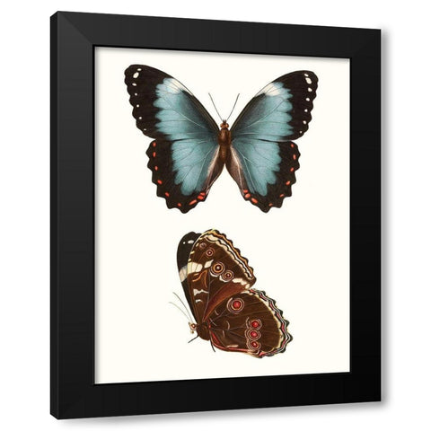 Antique Blue Butterflies IV Black Modern Wood Framed Art Print with Double Matting by Vision Studio