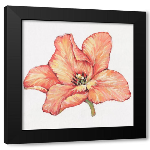 Spring Tulip Bloom II Black Modern Wood Framed Art Print with Double Matting by OToole, Tim