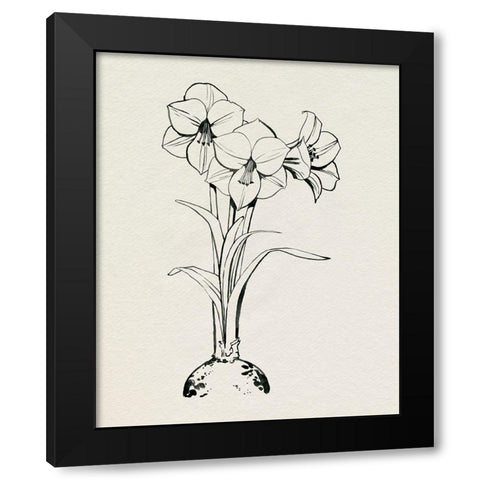 Christmas Amaryllis I Black Modern Wood Framed Art Print with Double Matting by Popp, Grace