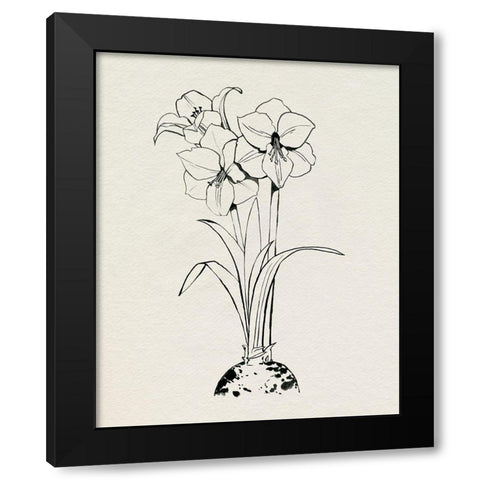 Christmas Amaryllis II Black Modern Wood Framed Art Print with Double Matting by Popp, Grace