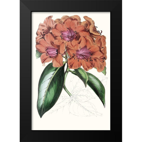Paxton Tropicals I Black Modern Wood Framed Art Print by Paxton