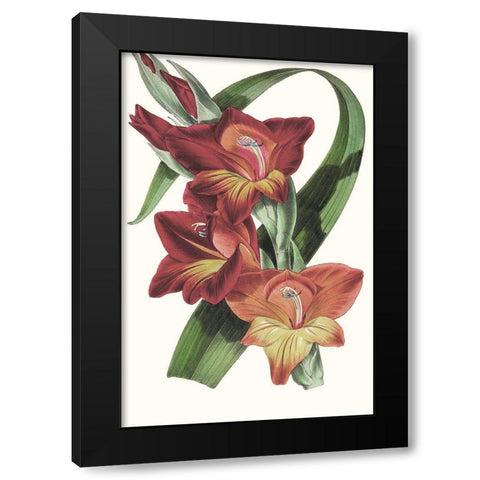 Paxton Tropicals II Black Modern Wood Framed Art Print by Paxton