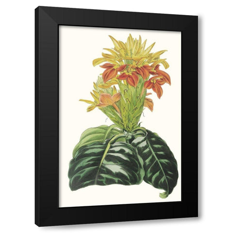 Paxton Tropicals III Black Modern Wood Framed Art Print by Paxton