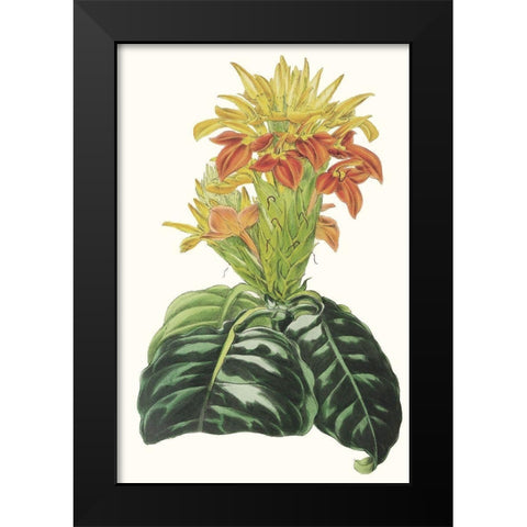 Paxton Tropicals III Black Modern Wood Framed Art Print by Paxton