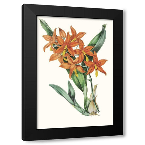 Paxton Tropicals IV Black Modern Wood Framed Art Print with Double Matting by Paxton