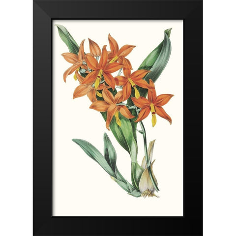 Paxton Tropicals IV Black Modern Wood Framed Art Print by Paxton