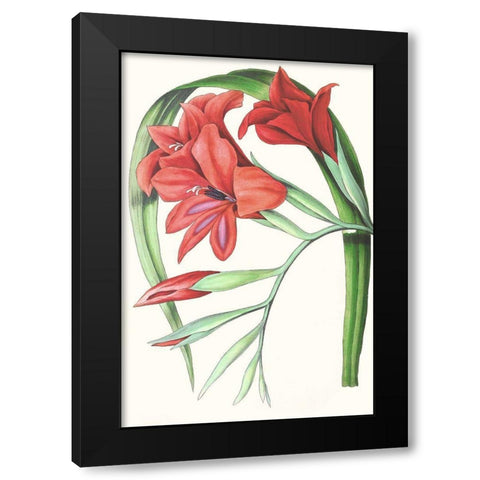 Paxton Tropicals V Black Modern Wood Framed Art Print with Double Matting by Paxton