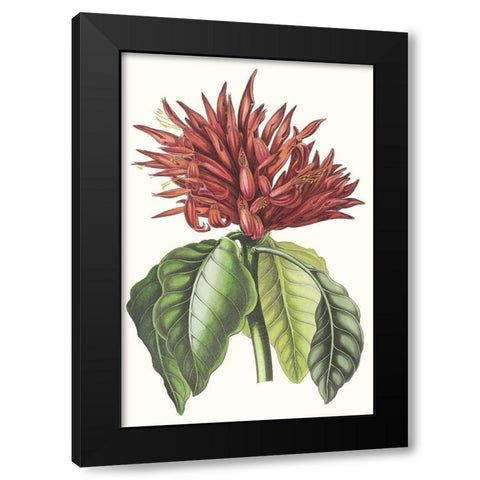 Paxton Tropicals VI Black Modern Wood Framed Art Print with Double Matting by Paxton