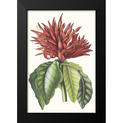 Paxton Tropicals VI Black Modern Wood Framed Art Print by Paxton