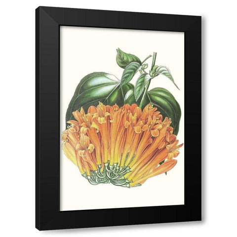 Paxton Tropicals VII Black Modern Wood Framed Art Print with Double Matting by Paxton