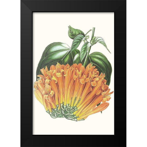 Paxton Tropicals VII Black Modern Wood Framed Art Print by Paxton