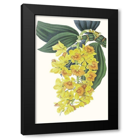 Paxton Tropicals VIII Black Modern Wood Framed Art Print by Paxton