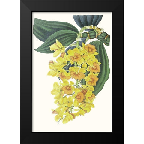 Paxton Tropicals VIII Black Modern Wood Framed Art Print by Paxton