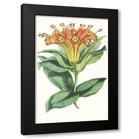 Paxton Tropicals IX Black Modern Wood Framed Art Print by Paxton