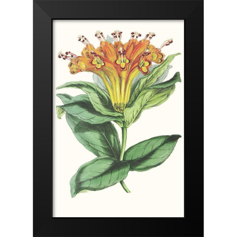 Paxton Tropicals IX Black Modern Wood Framed Art Print by Paxton