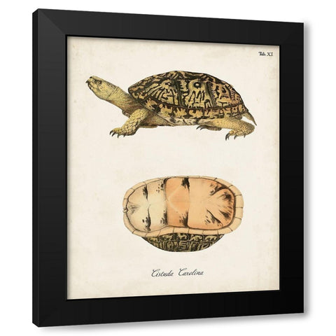 Antique Turtles And Shells V Black Modern Wood Framed Art Print with Double Matting by Unknown