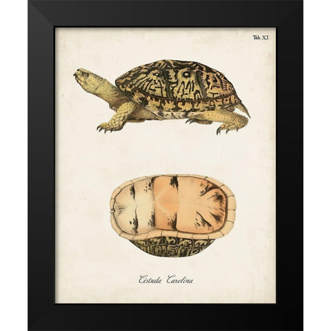 Antique Turtles And Shells V Black Modern Wood Framed Art Print by Unknown