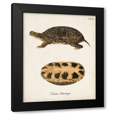 Antique Turtles And Shells VI Black Modern Wood Framed Art Print by Unknown