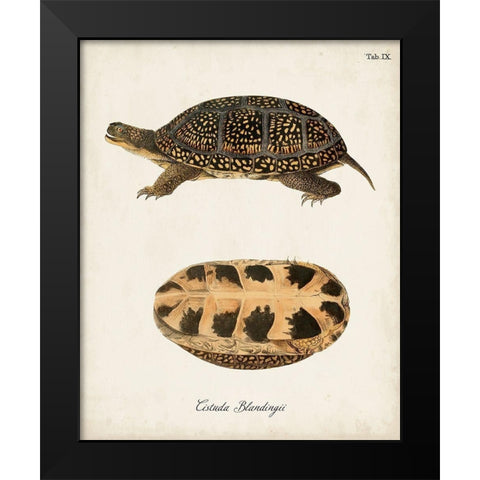 Antique Turtles And Shells VI Black Modern Wood Framed Art Print by Unknown