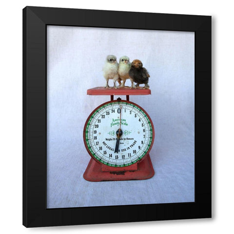 Chicks on Red Scale Black Modern Wood Framed Art Print by Soderman, Tania