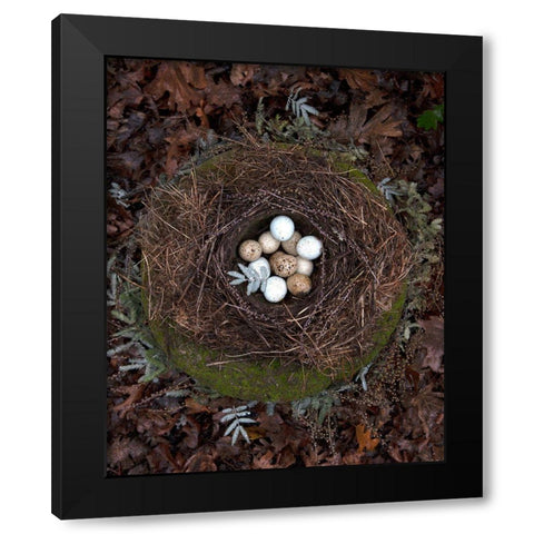 Winter Nest Detail II Black Modern Wood Framed Art Print with Double Matting by Soderman, Tania