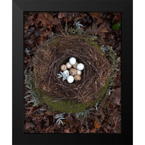 Winter Nest Detail II Black Modern Wood Framed Art Print by Soderman, Tania