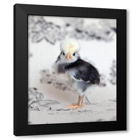 Tulip Black Modern Wood Framed Art Print with Double Matting by Soderman, Tania