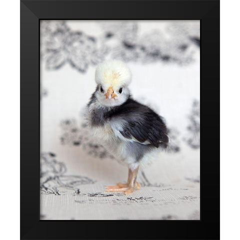 Tulip Black Modern Wood Framed Art Print by Soderman, Tania