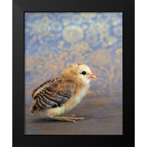 Viola Black Modern Wood Framed Art Print by Soderman, Tania