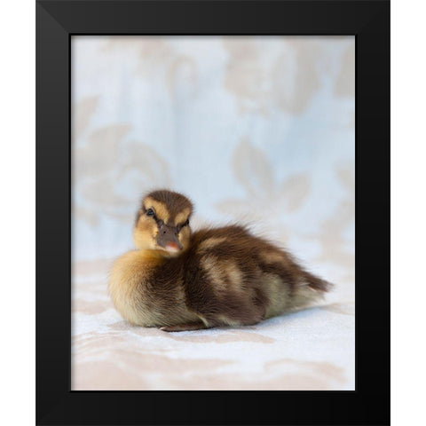 Peanut Black Modern Wood Framed Art Print by Soderman, Tania