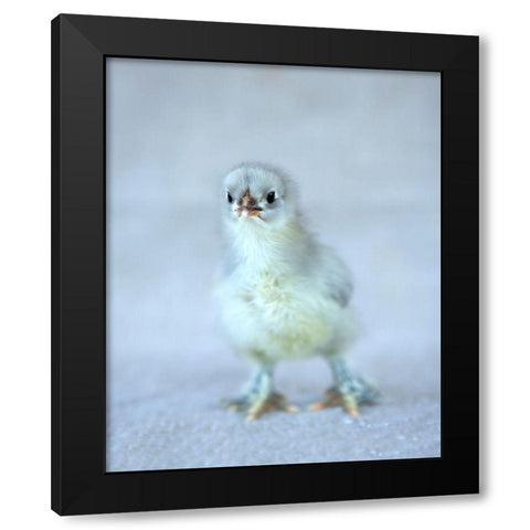 Bluebell Black Modern Wood Framed Art Print by Soderman, Tania