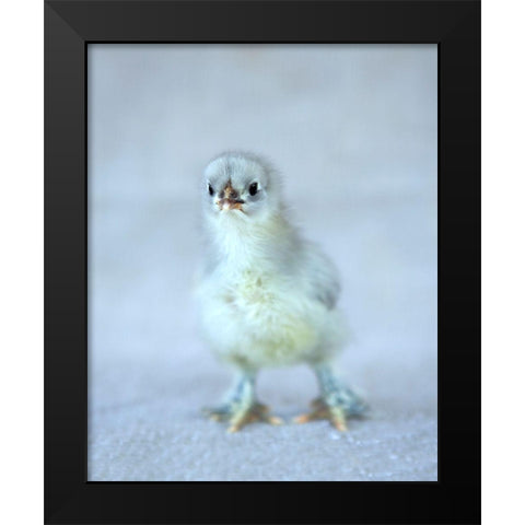 Bluebell Black Modern Wood Framed Art Print by Soderman, Tania