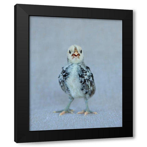 Napoleon Black Modern Wood Framed Art Print with Double Matting by Soderman, Tania