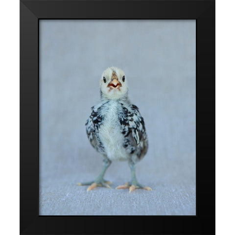 Napoleon Black Modern Wood Framed Art Print by Soderman, Tania