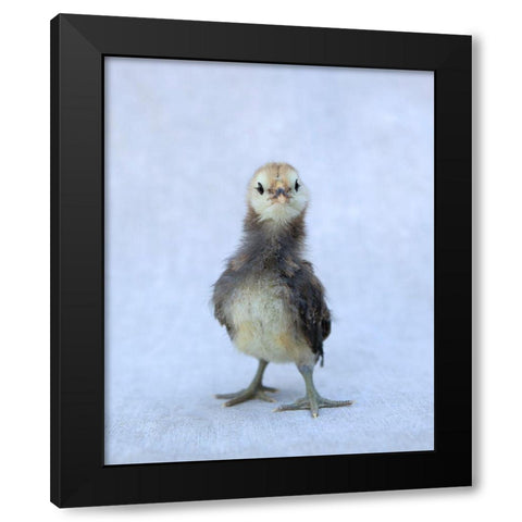 Viva Black Modern Wood Framed Art Print by Soderman, Tania