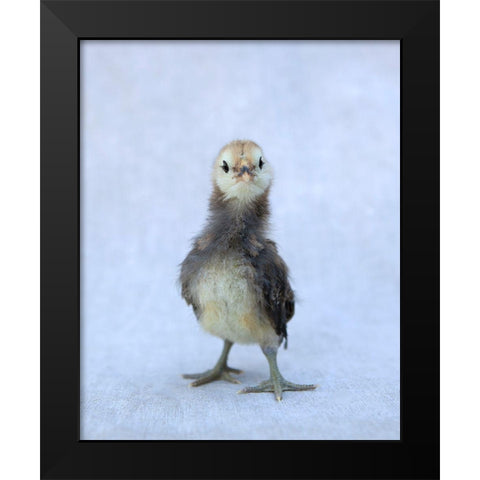 Viva Black Modern Wood Framed Art Print by Soderman, Tania