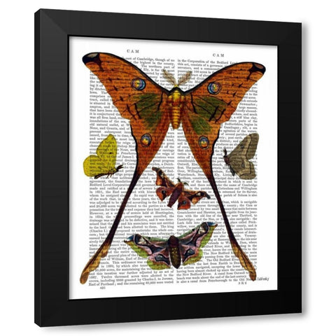 Moth Plate 1 Black Modern Wood Framed Art Print with Double Matting by Fab Funky