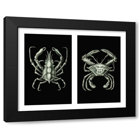Crabs On Black in 2 panels Black Modern Wood Framed Art Print with Double Matting by Fab Funky