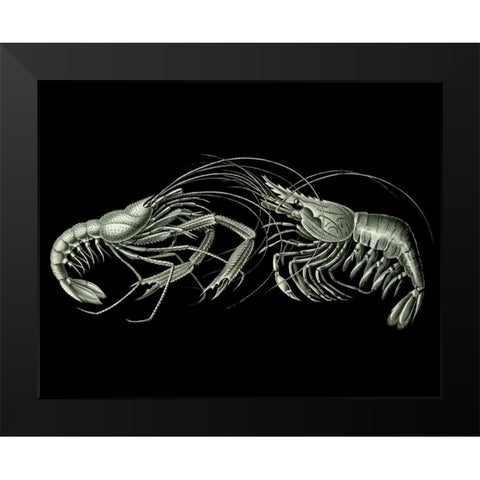 Shrimps On Black Black Modern Wood Framed Art Print by Fab Funky