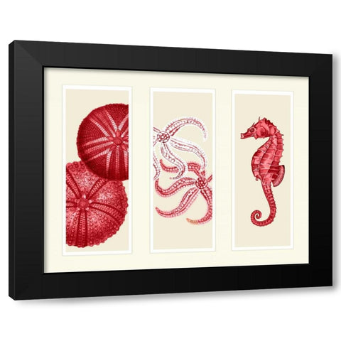 Three Panel Print Sea Urchin Starfish and Seahorse in Red Black Modern Wood Framed Art Print with Double Matting by Fab Funky