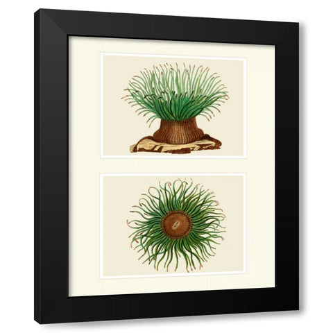Green Sea Anemone on 2 panels Black Modern Wood Framed Art Print with Double Matting by Fab Funky