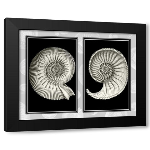 Nautilus Shells On Black Black Modern Wood Framed Art Print by Fab Funky