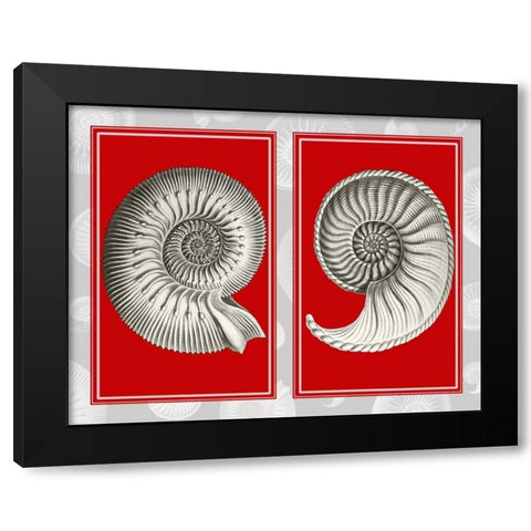 Nautilus Shells On Red Black Modern Wood Framed Art Print with Double Matting by Fab Funky