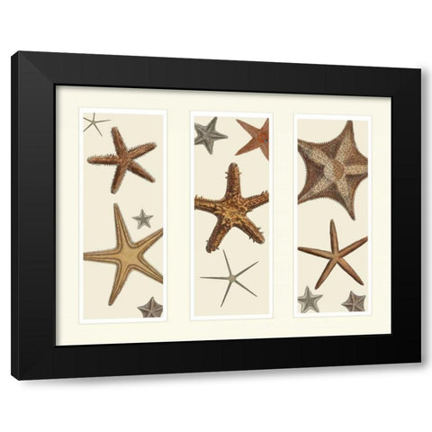 Starfish Print on 3 Panels Black Modern Wood Framed Art Print with Double Matting by Fab Funky