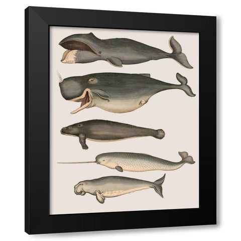 Five Vintage Whales Black Modern Wood Framed Art Print by Fab Funky