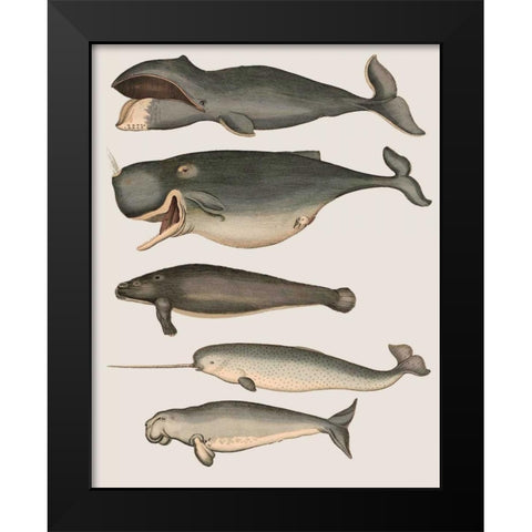 Five Vintage Whales Black Modern Wood Framed Art Print by Fab Funky