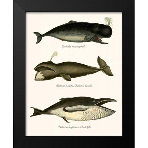 Trio of Vintage Whales Black Modern Wood Framed Art Print by Fab Funky
